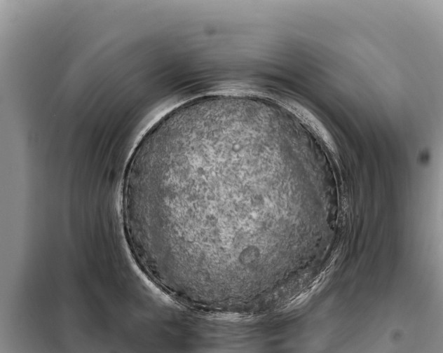 X0000099320855200805091040