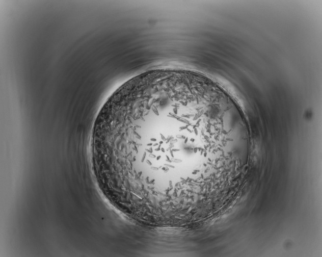 X0000099320863200805091040