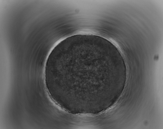 X0000099320864200805091040