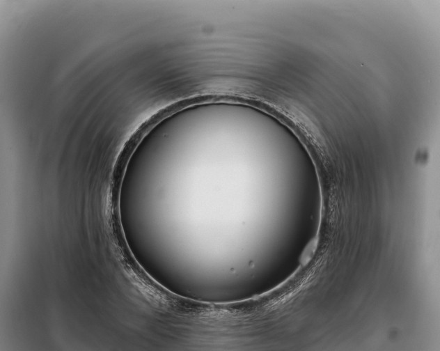 X0000099320880200805091039