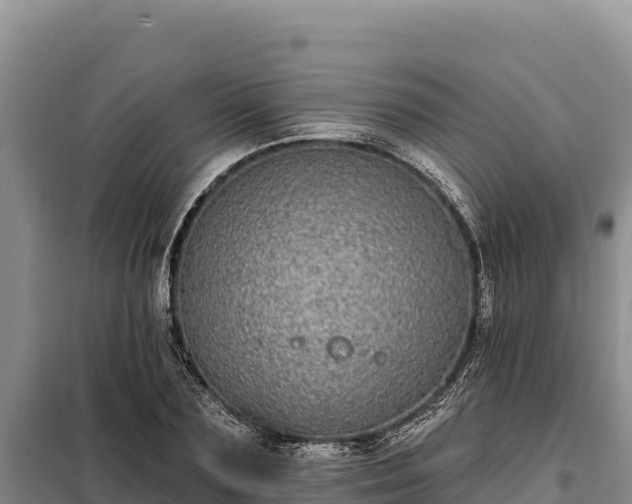 X0000099320883200805091039