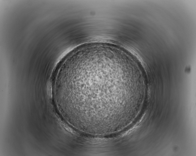 X0000099320925200805091038