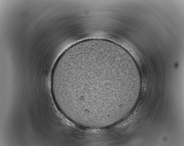 X0000099320950200805091038