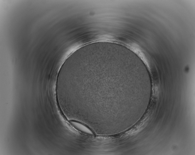 X0000099320954200805091038