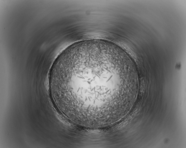 X0000099321031200805091037