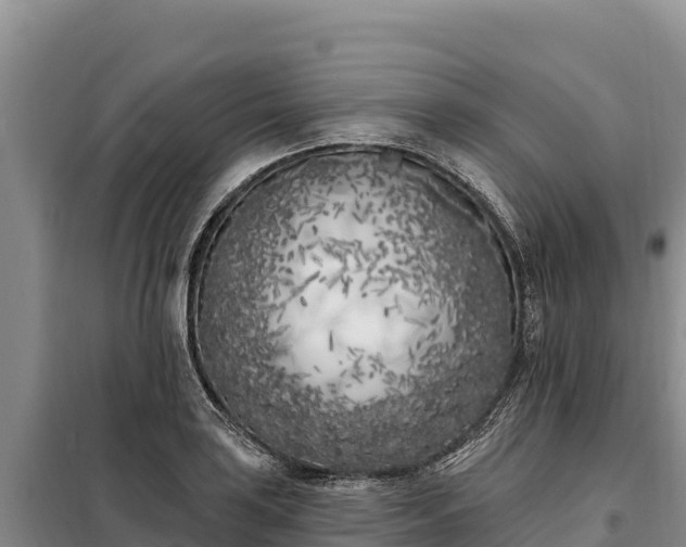 X0000099321035200805091037