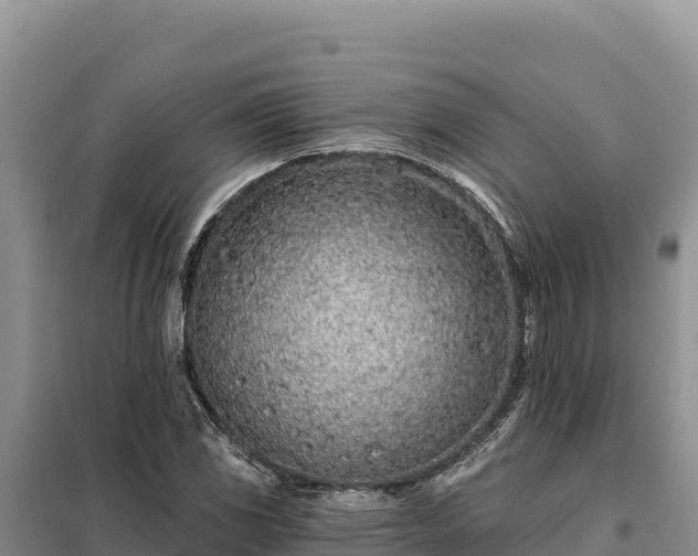 X0000099321117200805091035