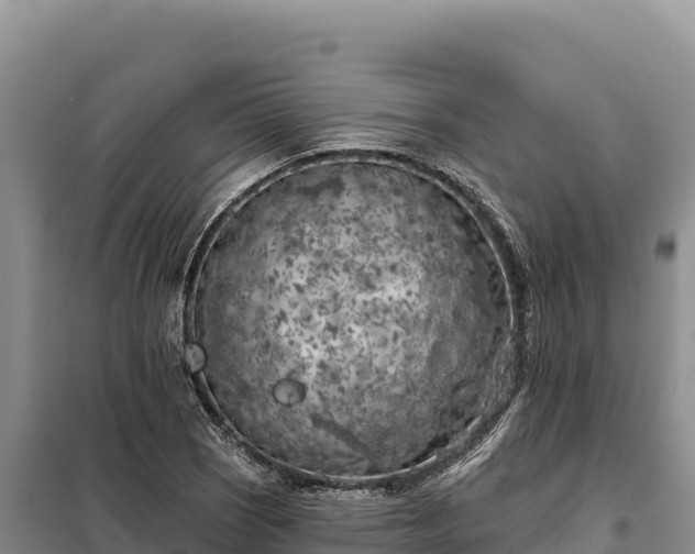 X0000099321121200805091035