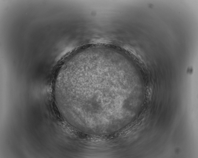 X0000099321254200805091033