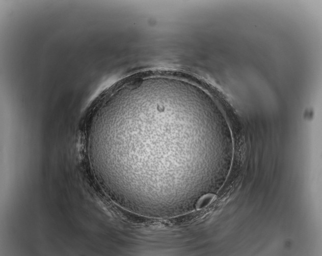 X0000099321255200805091033