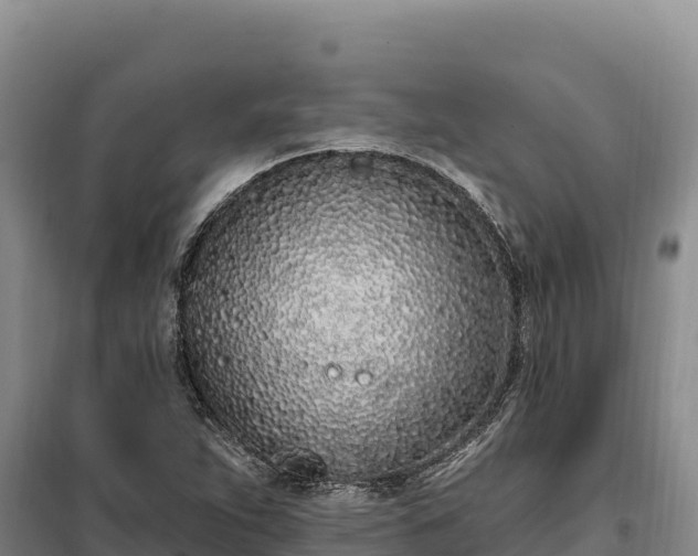 X0000099321263200805091033