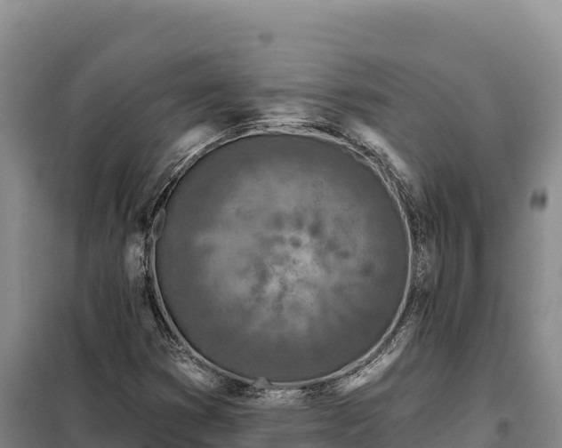 X0000099321353200805091032