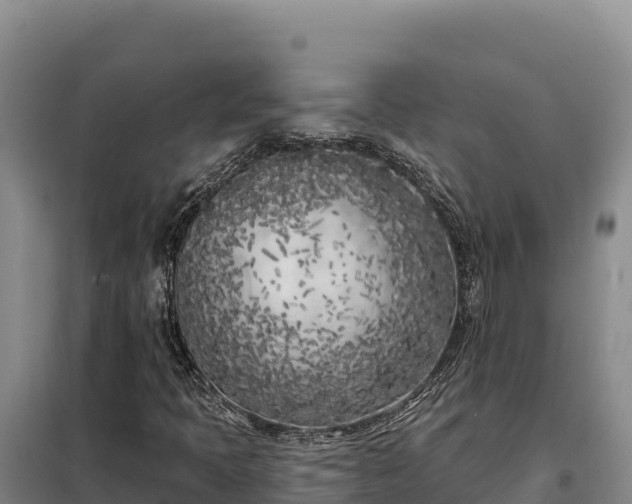 X0000099321397200805091030