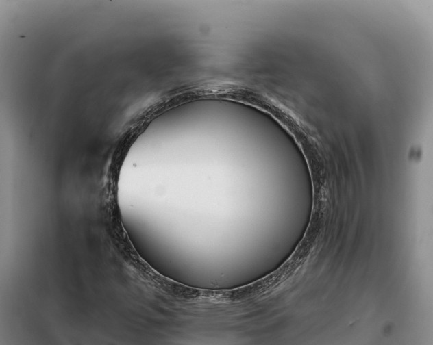 X0000099321447200805091030