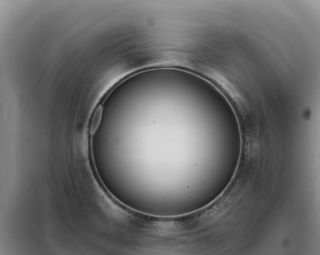 X0000099321468200805091030