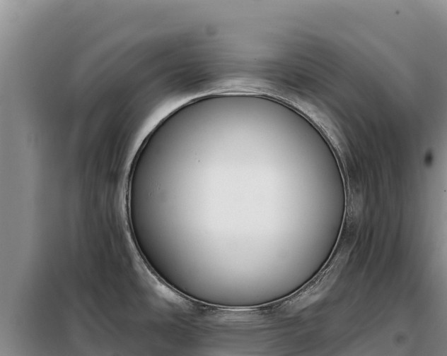 X0000099321486200805091030