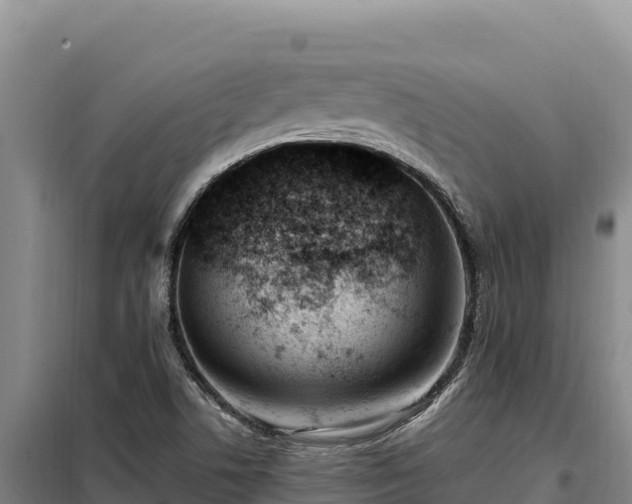 X0000099321506200805091029