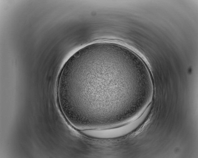 X0000099321533200805091030