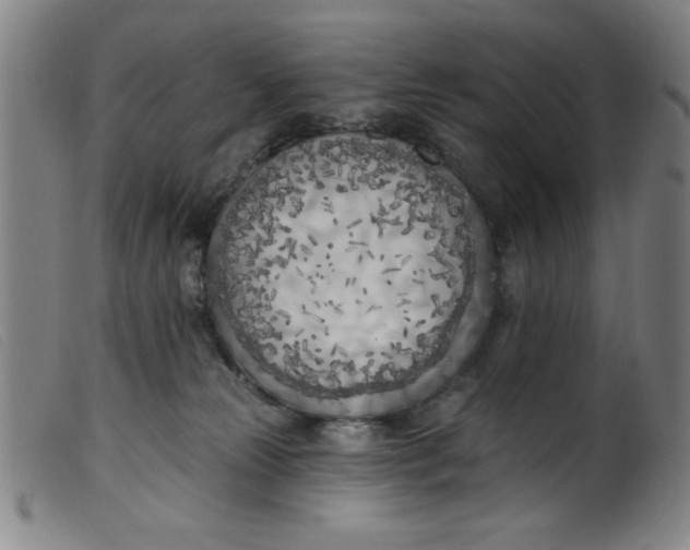 X0000099320181200805161409