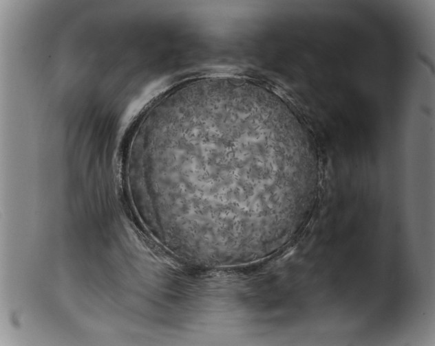 X0000099320343200805161406