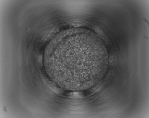 X0000099320365200805161406