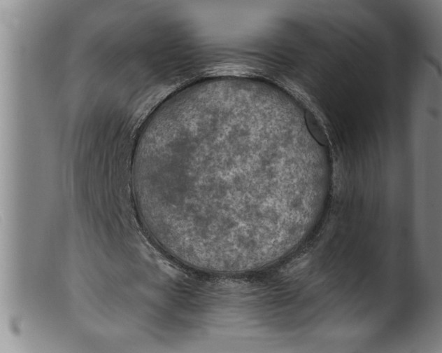 X0000099320529200805161403