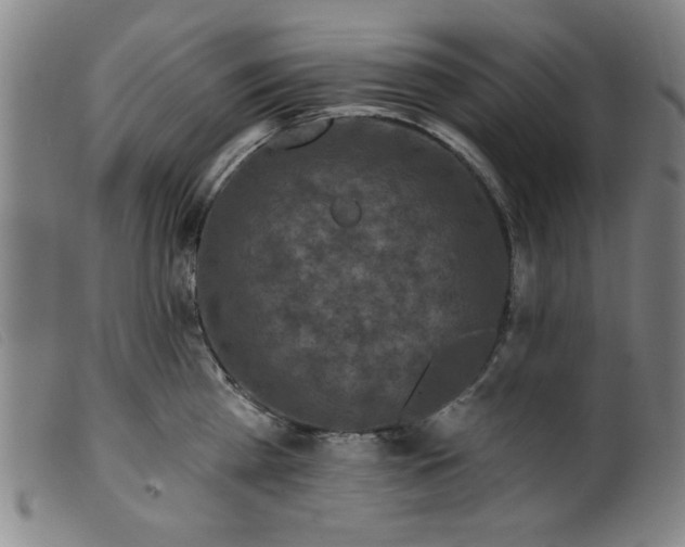 X0000099320809200805161359