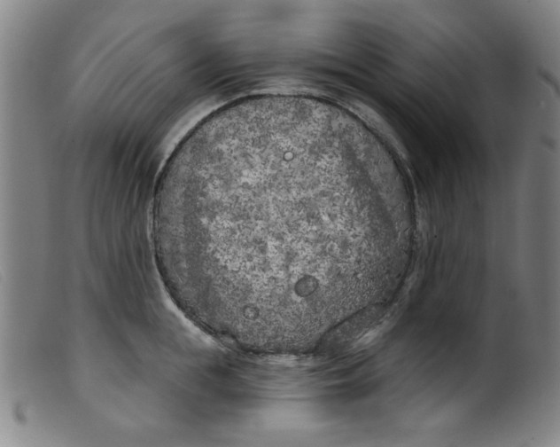 X0000099320855200805161359