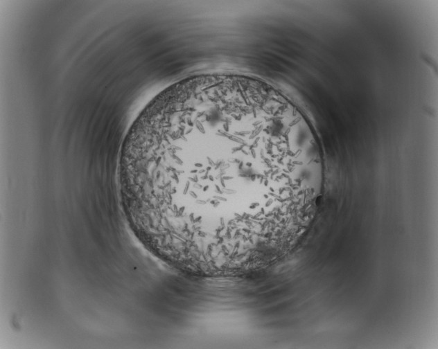 X0000099320863200805161359