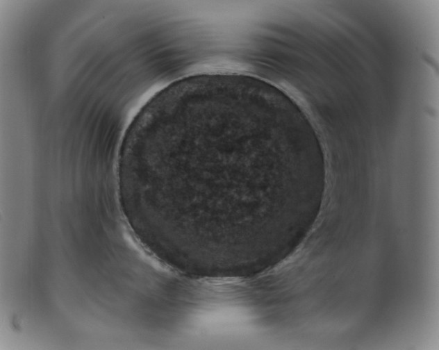 X0000099320864200805161359