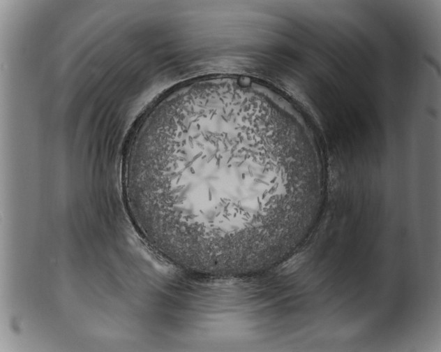 X0000099321035200805161356