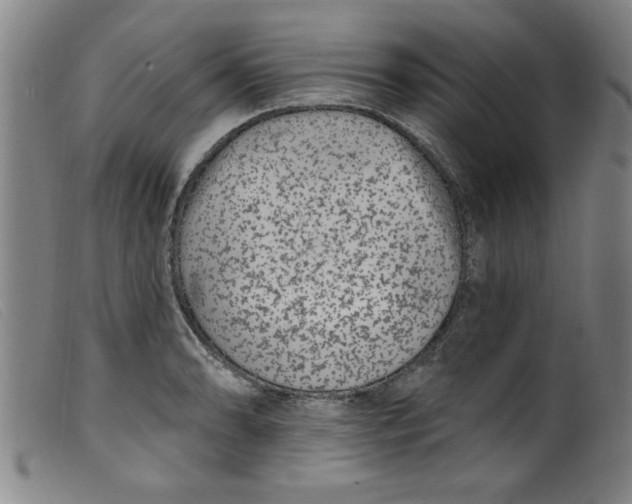 X0000099321086200805161355