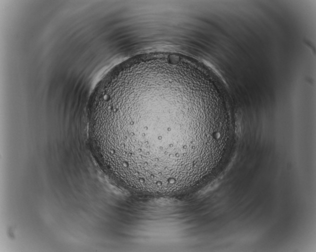 X0000099321117200805161354