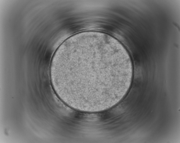 X0000099321338200805161351