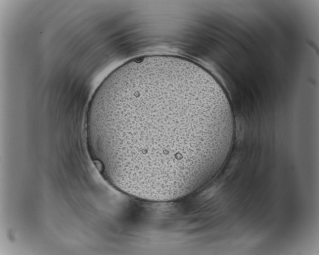 X0000099321387200805161350