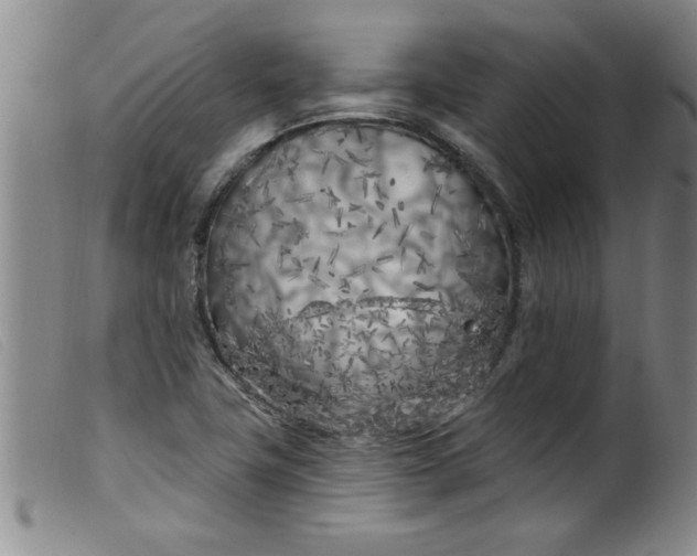 X0000099321411200805161350