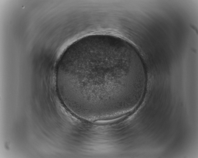 X0000099321506200805161348