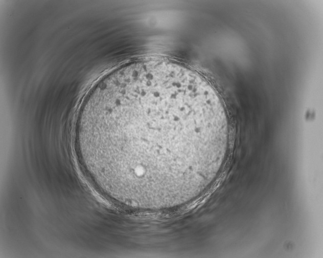 X0000099320049200805231433