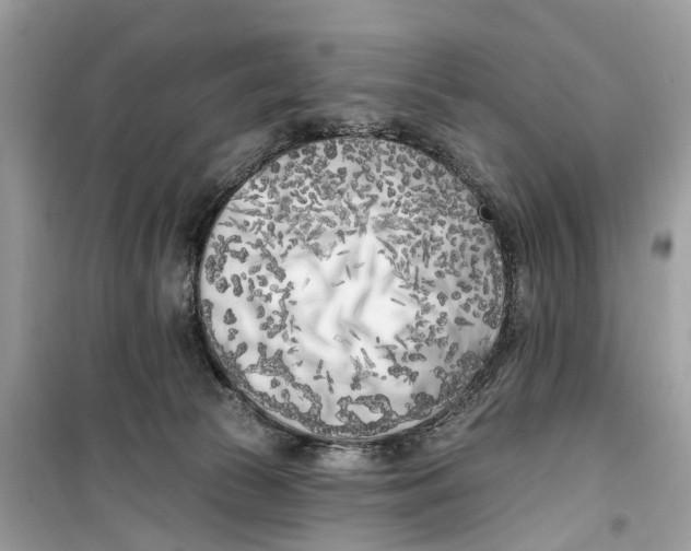 X0000099320177200805231433