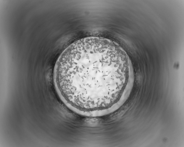 X0000099320181200805231433