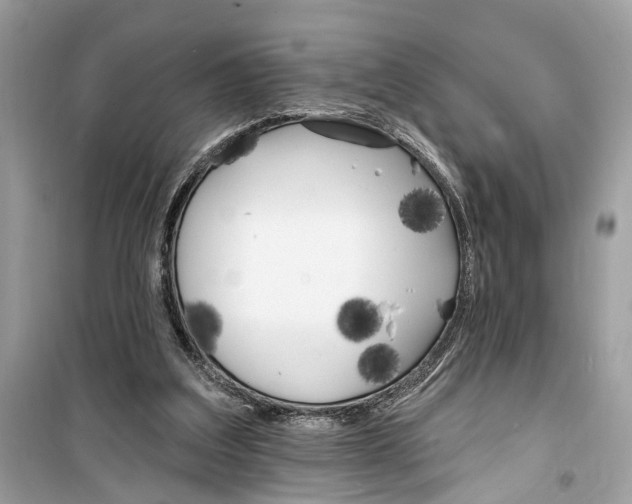 X0000099320203200805231432