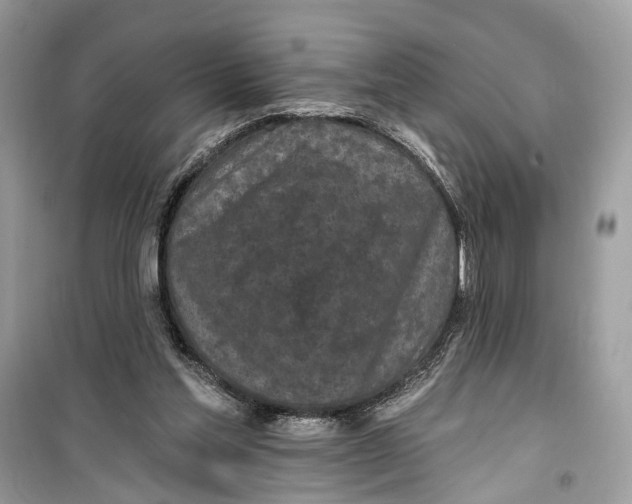 X0000099320205200805231432