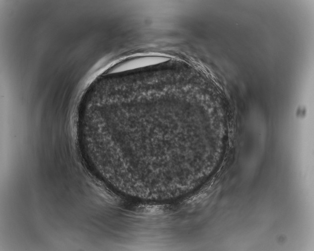 X0000099320295200805231431