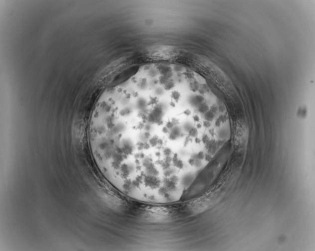 X0000099320409200805231429