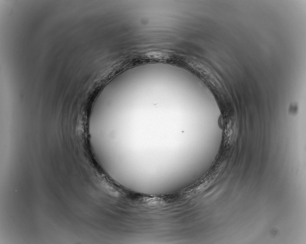 X0000099320424200805231429