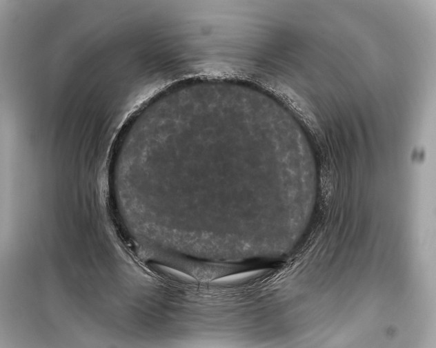 X0000099320488200805231428