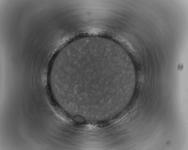 X0000099320496200805231428