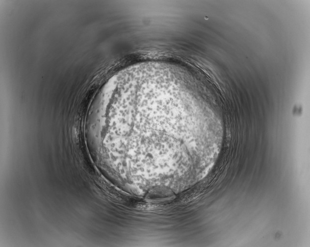 X0000099320503200805231428