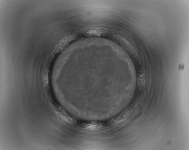 X0000099320504200805231428