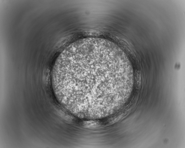 X0000099320511200805231428